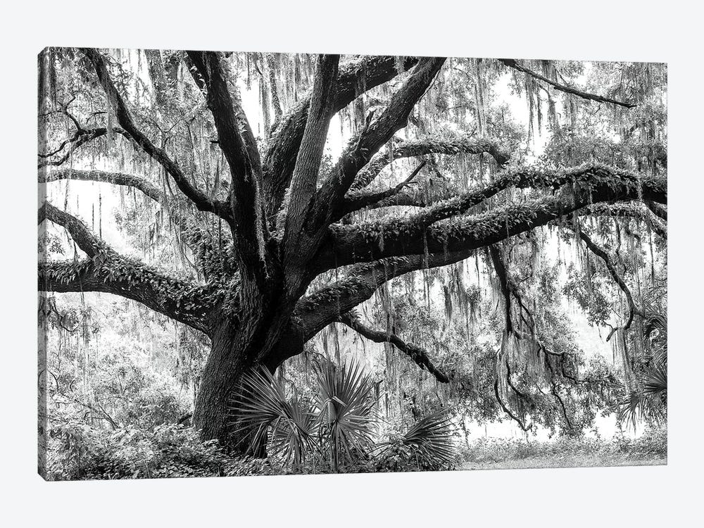 Beautiful Southern Live Oak Tree, Florida  by Maresa Pryor 1-piece Canvas Artwork