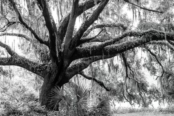 Tree Close-Ups: Beautiful Southern Live Oak Tree Black & White, Florida by Maresa Pryor