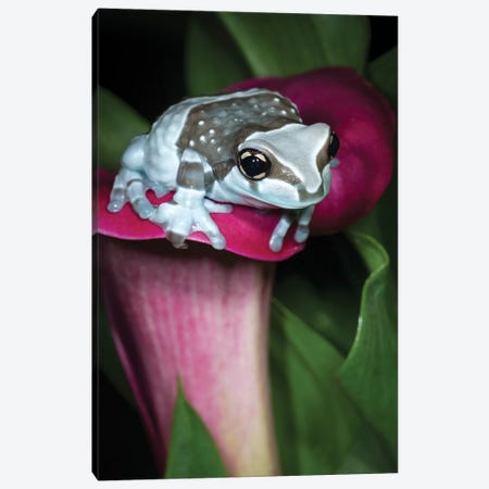 Blue milk frog on a flower Canvas Print #MPR4} by Maresa Pryor Canvas Artwork