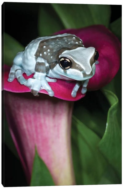 Blue milk frog on a flower Canvas Art Print