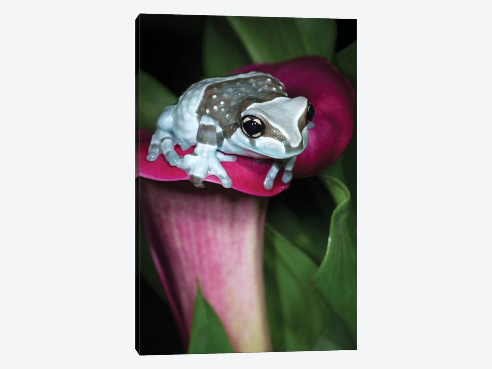 Blue milk frog on a flower by Maresa Pryor 1-piece Art Print