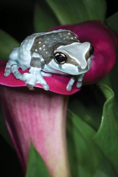 Frogs: Blue milk frog on a flower by Maresa Pryor