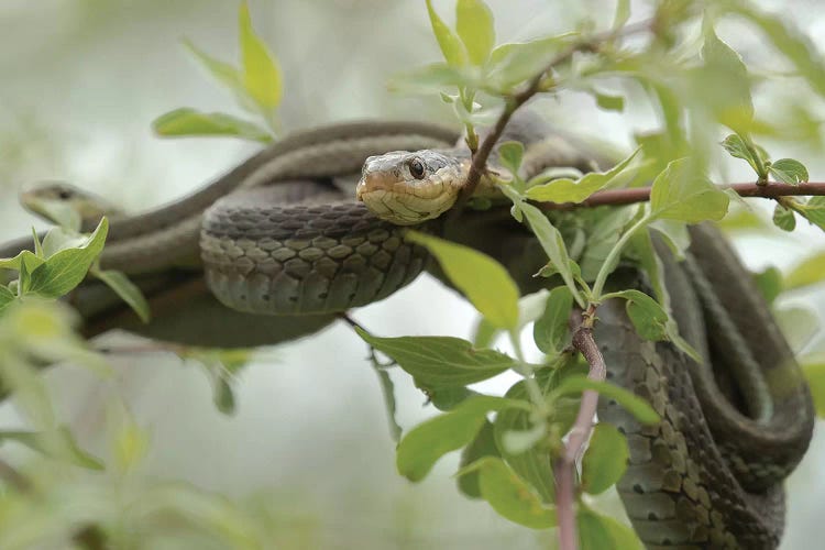 Eastern Garter Snakes mating, Ottawa National Wildlife Refuge, Ohio 