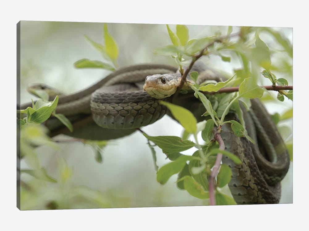 Eastern Garter Snakes mating, Ottawa National Wildlife Refuge, Ohio  by Maresa Pryor 1-piece Canvas Art