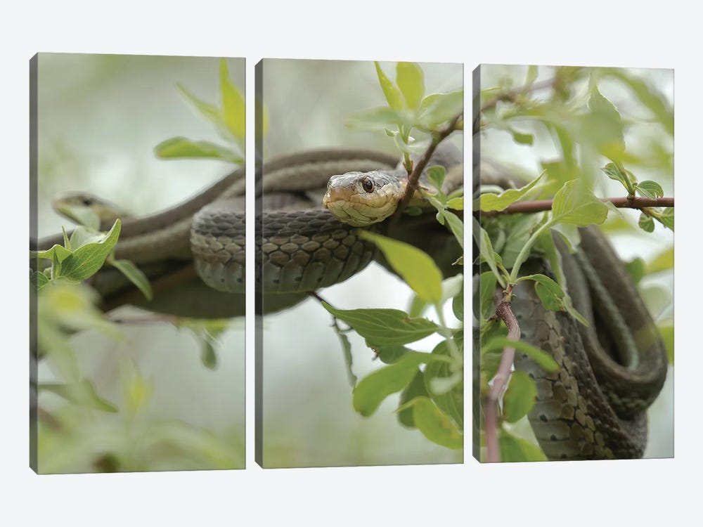 Eastern Garter Snakes mating, Ottawa National Wildlife Refuge, Ohio  by Maresa Pryor 3-piece Canvas Artwork
