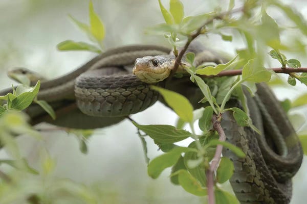 Eastern Garter Snakes mating, Ottawa National Wildlife Refuge, Ohio 