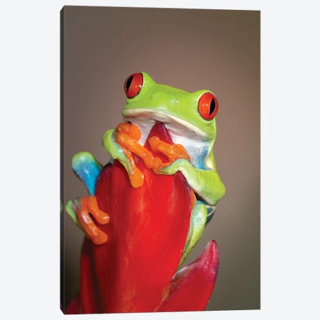 Red-eyed tree frog I Canvas Print #MPR8} by Maresa Pryor Art Print