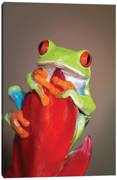 Red-eyed tree frog I Canvas Art Print