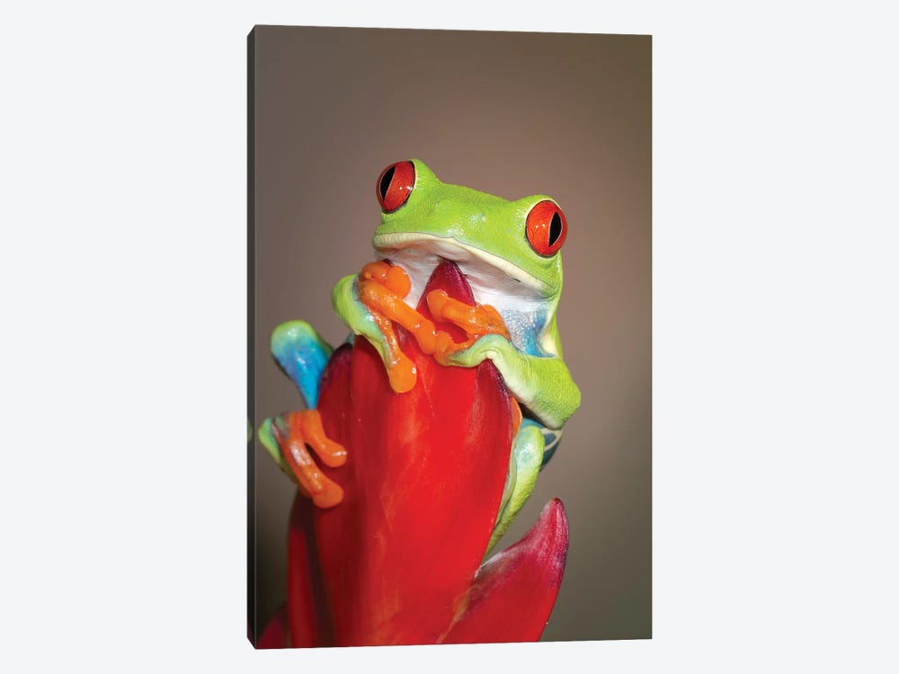 Red-eyed tree frog I by Maresa Pryor 1-piece Art Print