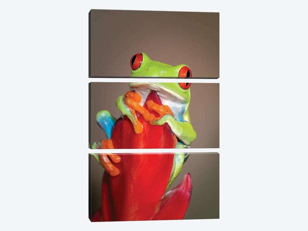 Red-eyed tree frog I by Maresa Pryor 3-piece Canvas Print
