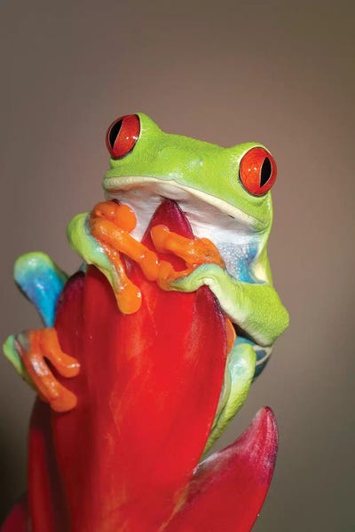 Frogs: Red-eyed tree frog I by Maresa Pryor