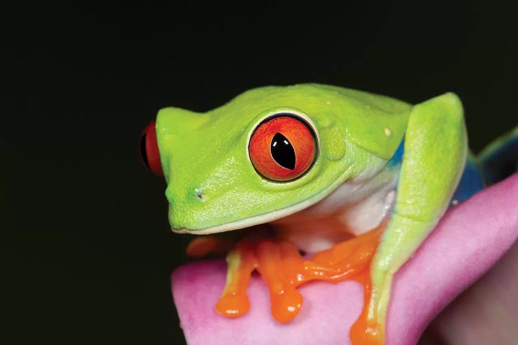 Red-eyed tree frog II