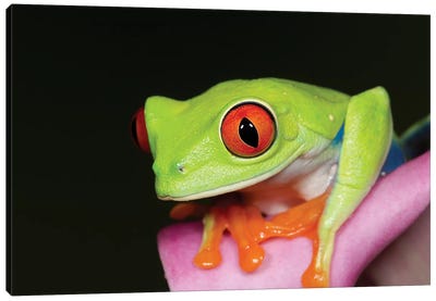 Red-eyed tree frog II Canvas Art Print