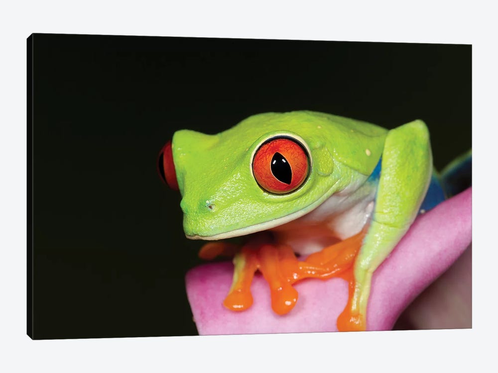 Red-eyed tree frog II by Maresa Pryor 1-piece Canvas Artwork