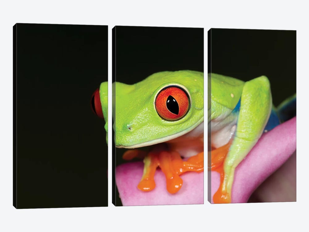 Red-eyed tree frog II 3-piece Canvas Art