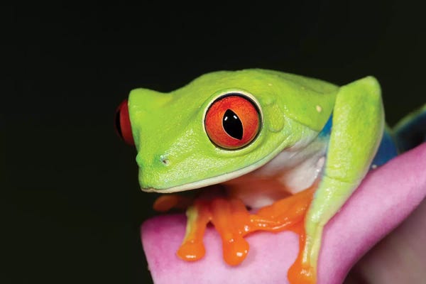 Frogs: Red-eyed tree frog II by Maresa Pryor