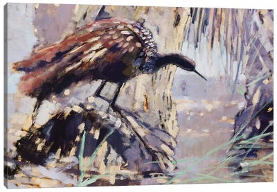 A Limpkin Canvas Art Print - Marsh & Swamp Art