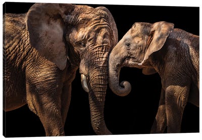 Elephants Canvas Art Print - 1x Collection