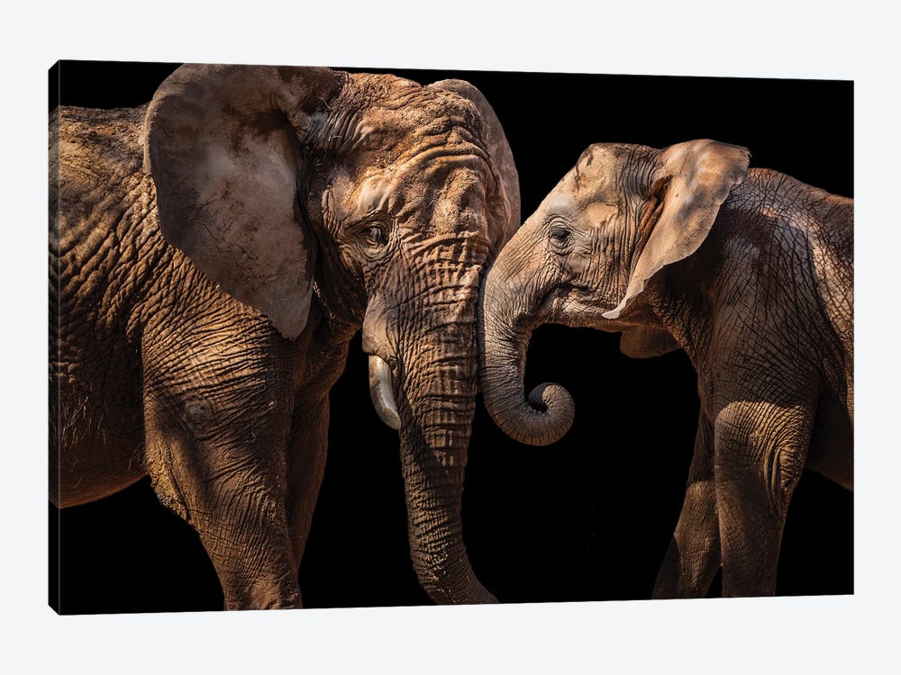Elephants by Vitor Martins 1-piece Canvas Art
