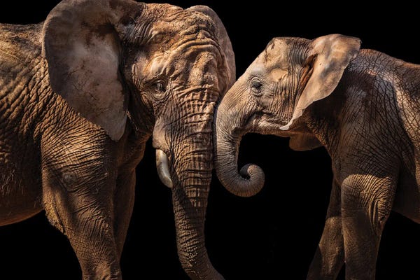 Elephants