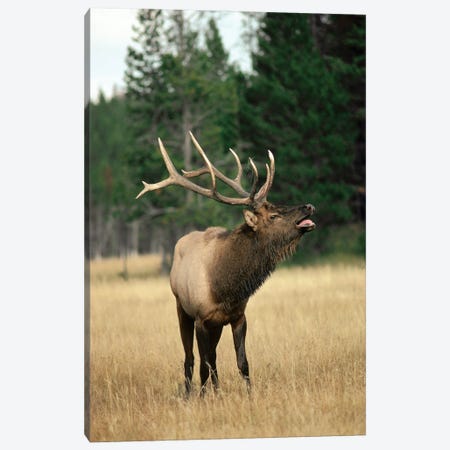 Elk Male Bugling During Rut In The Fall, Yellowstone National Park, Wyoming Canvas Print #MQU10} by Michael Quinton Canvas Artwork