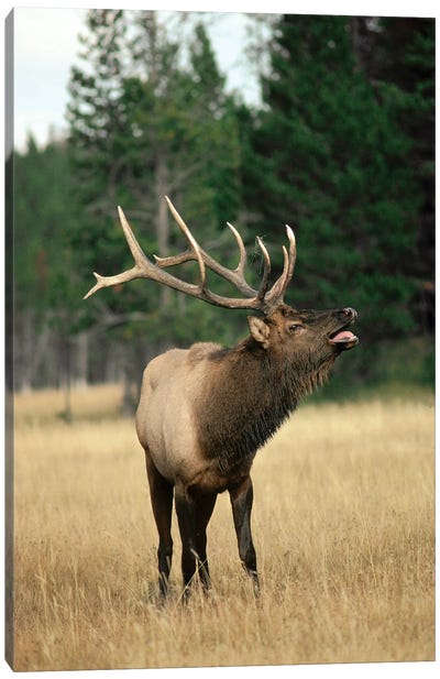 Elk Male Bugling During Rut In The Fall, Yellowstone National Park, Wyoming Canvas Art Print