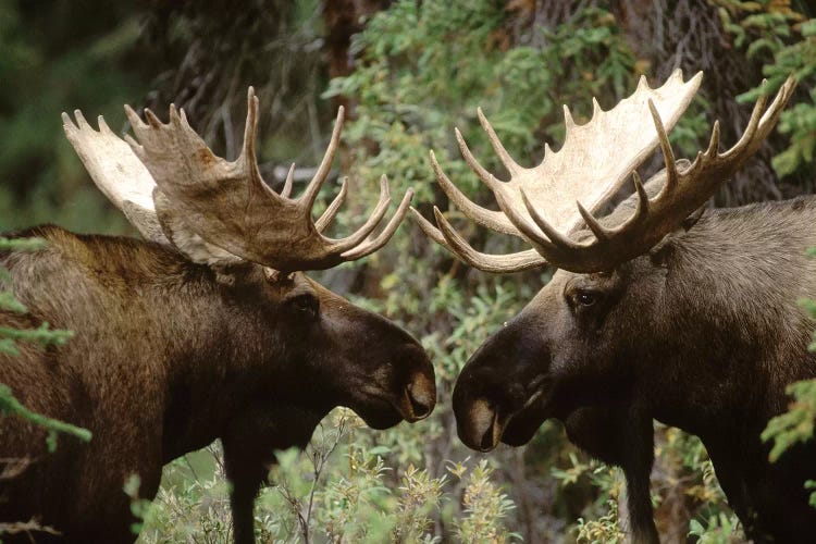 Alaska Moose Pair Of Males Confronting Each Other In The Fall, Alaska