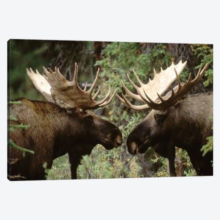 Alaska Moose Pair Of Males Confronting Each Other In The Fall, Alaska Canvas Print #MQU2} by Michael Quinton Art Print