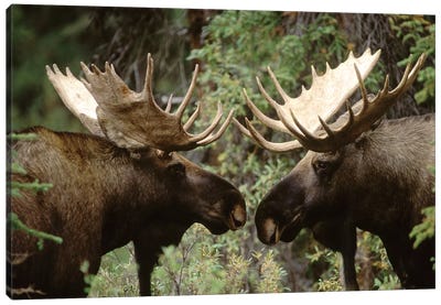Alaska Moose Pair Of Males Confronting Each Other In The Fall, Alaska Canvas Art Print - Moose Art
