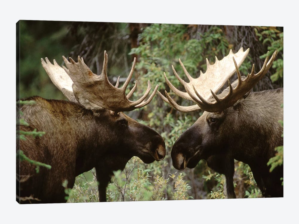 Alaska Moose Pair Of Males Confronting Each Other In The Fall, Alaska by Michael Quinton 1-piece Canvas Art Print