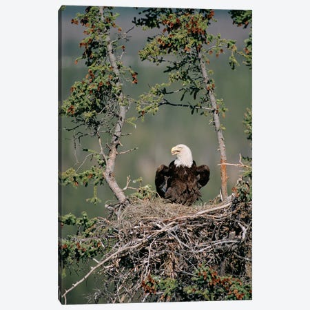 Bald Eagle Calling On Nest, Alaska Canvas Print #MQU4} by Michael Quinton Canvas Art