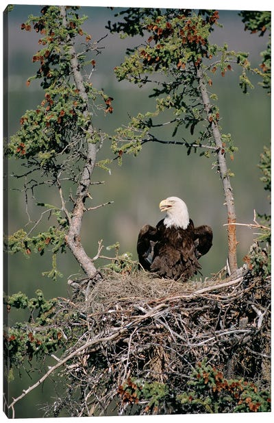 Bald Eagle Calling On Nest, Alaska Canvas Art Print