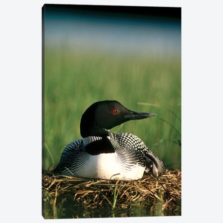 Common Loon Parent On Nest With One Day Old Chick In The Summer, Wyoming Canvas Print #MQU9} by Michael Quinton Canvas Print