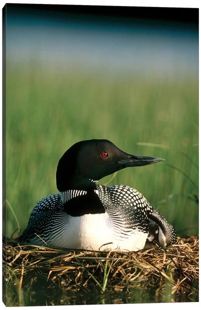 Common Loon Parent On Nest With One Day Old Chick In The Summer, Wyoming Canvas Art Print - Nests