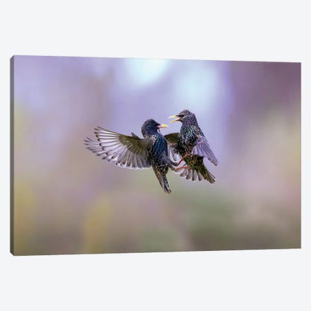 The Dance Of The Starlings Canvas Print #MRD9} by Marco Redaelli Canvas Art