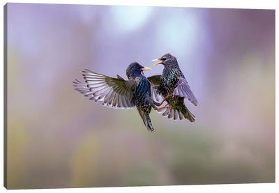 The Dance Of The Starlings Canvas Art Print