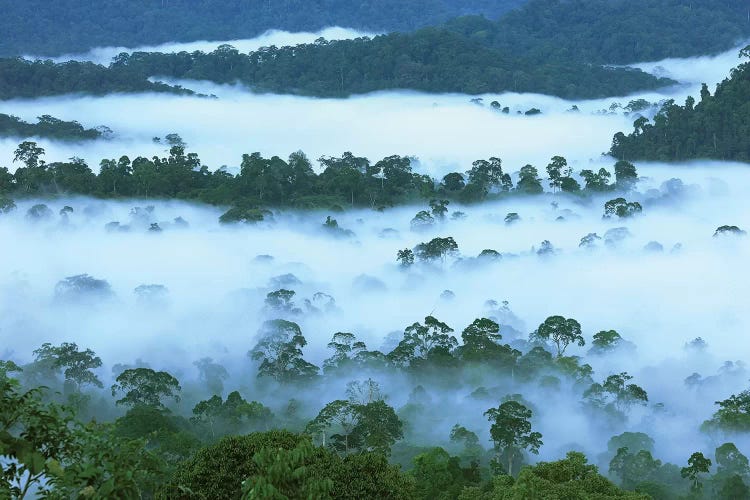 Canopy Of Lowland Rainforest At Dawn With Fog, Danum Valley Conservation Area, Borneo, Malaysia