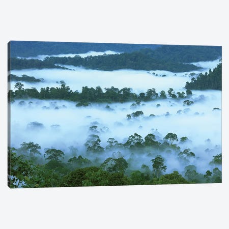 Canopy Of Lowland Rainforest At Dawn With Fog, Danum Valley Conservation Area, Borneo, Malaysia Canvas Print #MRN1} by Thomas Marent Canvas Wall Art