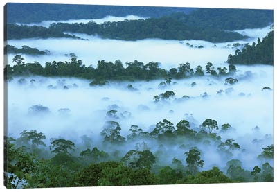 Canopy Of Lowland Rainforest At Dawn With Fog, Danum Valley Conservation Area, Borneo, Malaysia Canvas Art Print