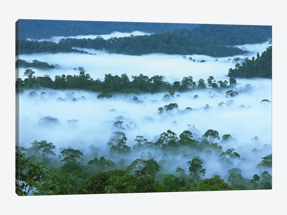 Canopy Of Lowland Rainforest At Dawn With Fog, Danum Valley Conservation Area, Borneo, Malaysia by Thomas Marent 1-piece Canvas Art Print