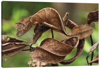 Fantastic Leaf-Tail Gecko Mimicking Leaves, Andasibe-Mantadia National Park, Madagascar Canvas Art Print
