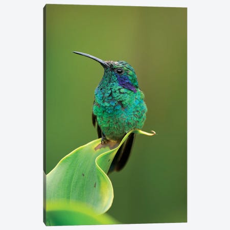 Green Violet-Ear Hummingbird Perched On Leaf, Costa Rica Canvas Print #MRN5} by Thomas Marent Art Print