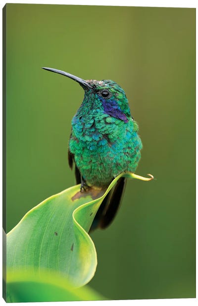 Green Violet-Ear Hummingbird Perched On Leaf, Costa Rica Canvas Art Print - The Art of the Feather