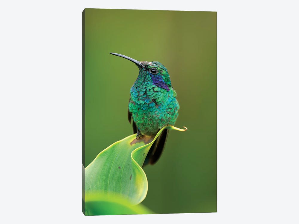 Green Violet-Ear Hummingbird Perched On Leaf, Costa Rica by Thomas Marent 1-piece Canvas Print