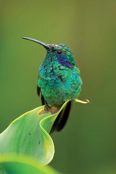 The Art Of The Feather: Green Violet-Ear Hummingbird Perched On Leaf, Costa Rica by Thomas Marent