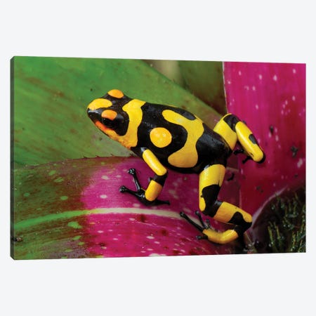 Harlequin Poison Dart Frog On Bromeliad, Cauca, Colombia Canvas Print #MRN6} by Thomas Marent Canvas Print