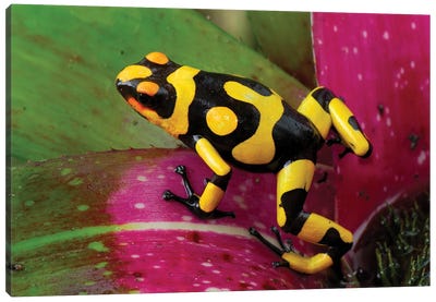Harlequin Poison Dart Frog On Bromeliad, Cauca, Colombia Canvas Art Print
