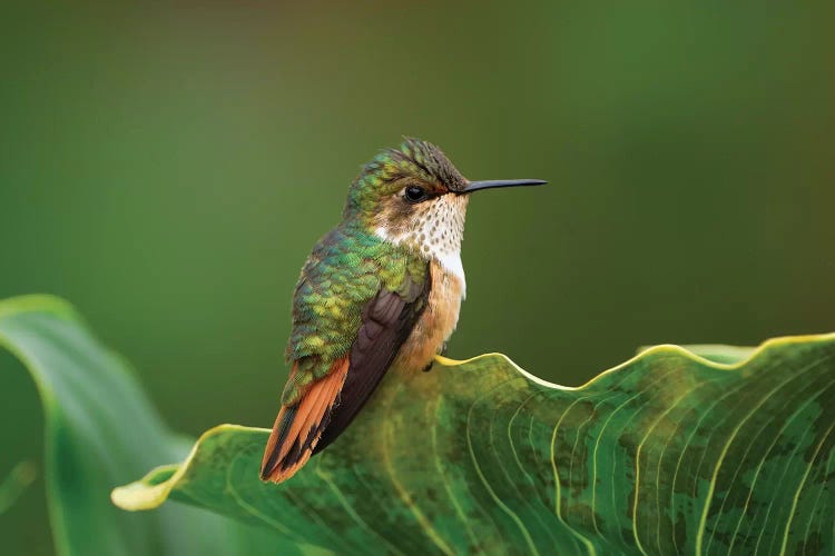 Scintillant Hummingbird Female, Costa Rica