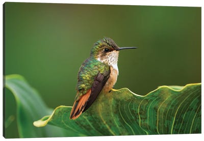 Scintillant Hummingbird Female, Costa Rica Canvas Art Print - Hummingbird Art