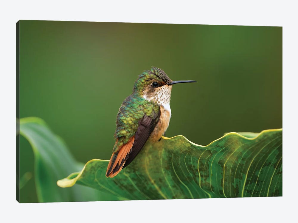 Scintillant Hummingbird Female, Costa Rica by Thomas Marent 1-piece Canvas Art
